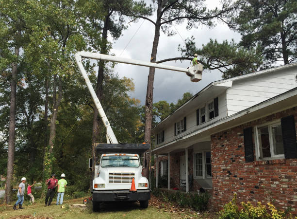 Best Storm Damage Tree Cleanup  in USA